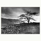 Lone Tree | Jacqueline Hall