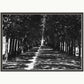 A black and white photograph of a row of trees and their shadows at the Palais Royal, Paris. Shown in a white mount