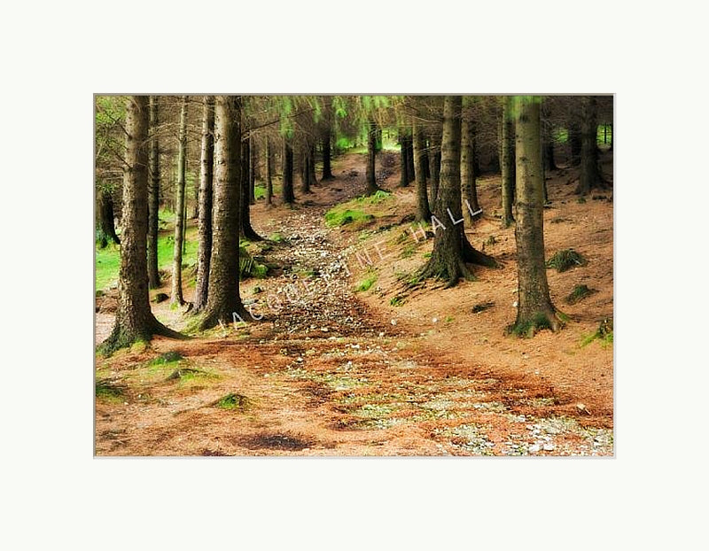 The russet and green colours of autumn under the tree canopy at Blea Tarn shown in a white mount