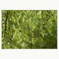 Photograph of the green foliage of a fir tree with the twinkling light in the background in a white mount.