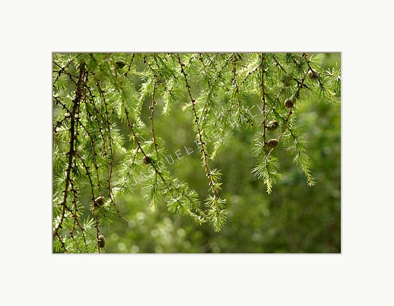 Photograph of the green foliage of a fir tree with the twinkling light in the background in a white mount.