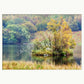 A photograph showing the trees on an island on Rydal Water. Shown in a white mount