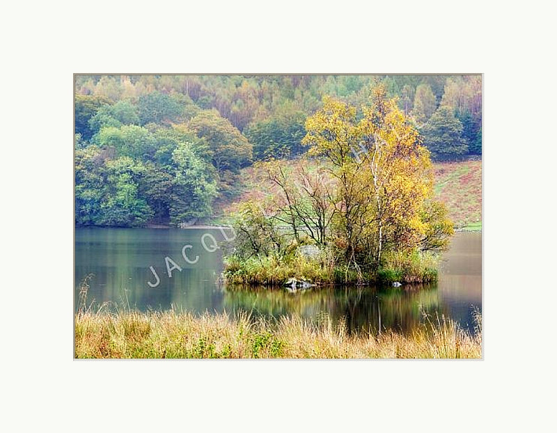 A photograph showing the trees on an island on Rydal Water. Shown in a white mount