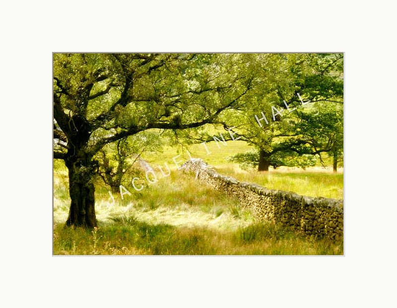 Trees in full summer leaf with stone wall and twinkling light through the canopy in a white frame