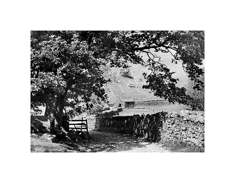 Black and white photograph of a country lane in Stonethwaite, Borrowdale, Lake District which shows a stone wall and overhanging tree. Shown with a white mount.
