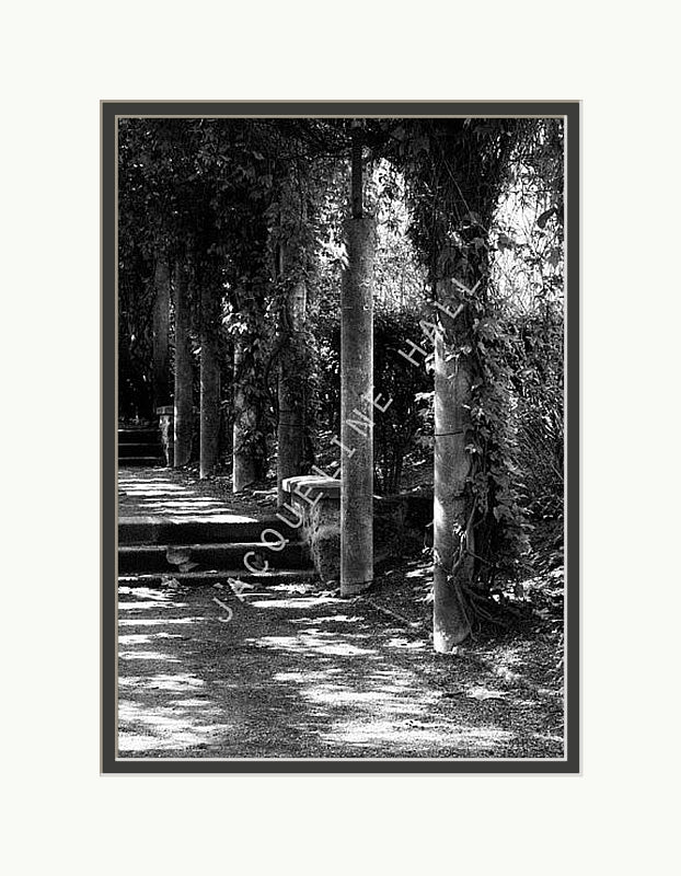 A black and white photograph of a column of trees at Sacre Coeur showing twinkly light through the shadows. Shown in a white mount