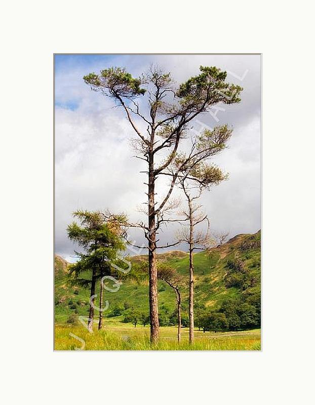 Blea Tarn, Little Langdale | Jacqueline Hall