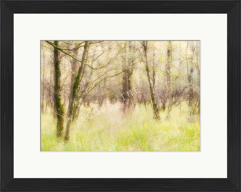 White Moss Wood, Lake District | Jacqueline Hall