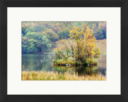 A photograph showing the trees on an island on Rydal Water. Shown in a black frame with a white mount