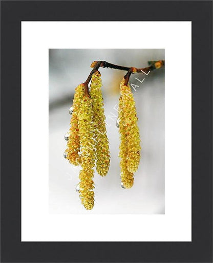 Catkins | Jacqueline Hall