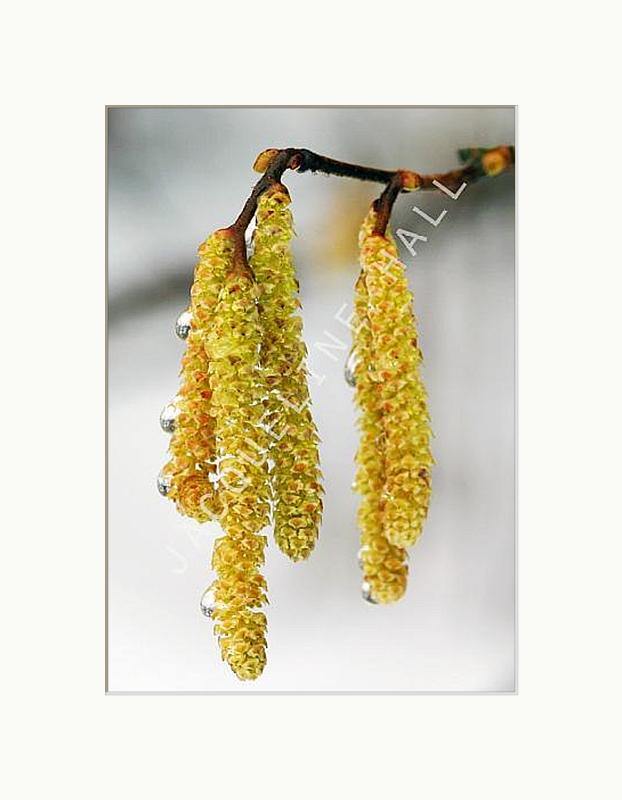 Catkins | Jacqueline Hall